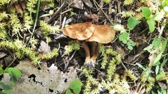 Fungi