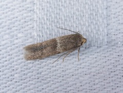 Blastobasis divulgata