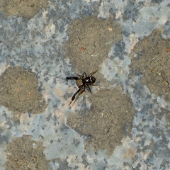 Harmochirus insulanus