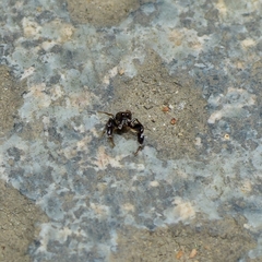 Harmochirus insulanus