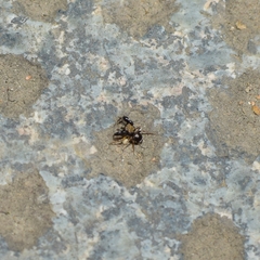 Harmochirus insulanus