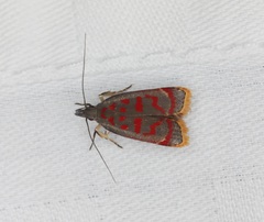 Dichomeris sandycitis