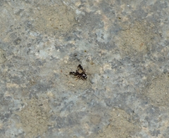 Harmochirus insulanus