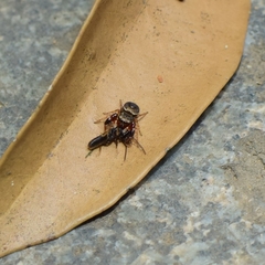 Harmochirus insulanus