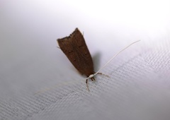 Lecitholaxa thiodora