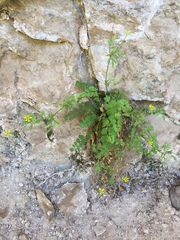 Ivesia arizonica arizonica