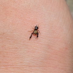 Harmochirus insulanus