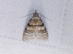 Nola bifascialis
