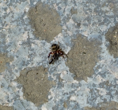 Harmochirus insulanus