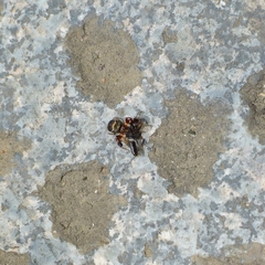 Harmochirus insulanus