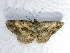 Psilalcis galsworthyi