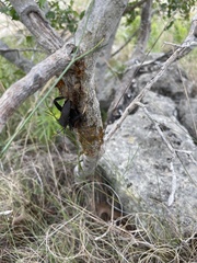 Acanthocephala thomasi