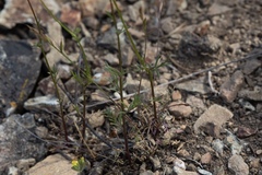 Delphinium menziesii