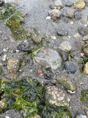 Aequorea victoria