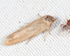 Holcocera immaculella