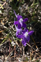 Delphinium menziesii