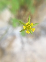 Ivesia arizonica arizonica