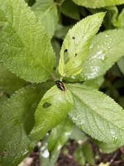 Kuschelina gibbitarsa