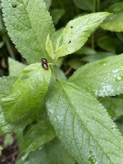 Kuschelina gibbitarsa