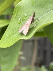 Dichomeris punctidiscellus