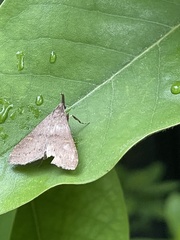 Dichomeris punctidiscellus