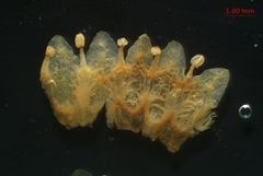 Cuscuta gronovii gronovii