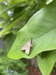 Dichomeris punctidiscellus