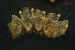 Cuscuta gronovii gronovii