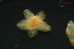 Cuscuta gronovii gronovii