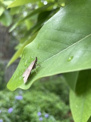 Dichomeris punctidiscellus