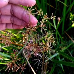 Cyperus malaccensis