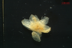 Cuscuta gronovii gronovii