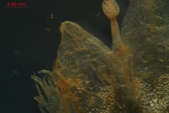 Cuscuta gronovii gronovii