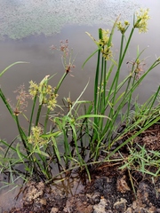 Cyperus malaccensis