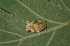 Choristoneura hebenstreitella