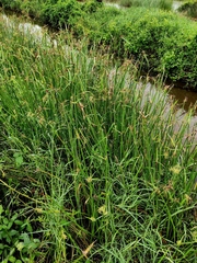 Cyperus malaccensis