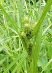 Carex frankii
