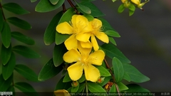 Hypericum formosanum