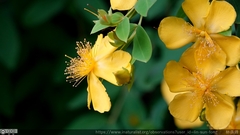 Hypericum formosanum
