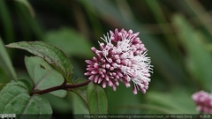 Eupatorium kiirunense