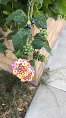 Lantana camara