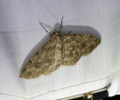 Paradarisa comparataria