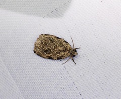 Phaecasiophora leechi