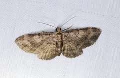 Pseudocollix hyperythra