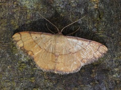 Pylargosceles steganioides