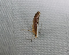 Argyresthia lata