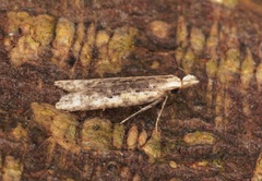 Dichomeris ochthophora
