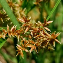 Cyperus javanicus