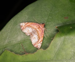 Eugnathia pulcherrima