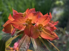 Euphorbia griffithii